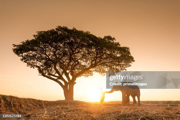 silhouette buddhist monks people and elephant walking in morning at tropical rice field - laos stock pictures, royalty-free photos & images