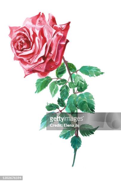 紅玫瑰一朵。白色背景上的花。傳統水彩 - rose colored 幅插畫檔、美工圖案、卡通及圖標