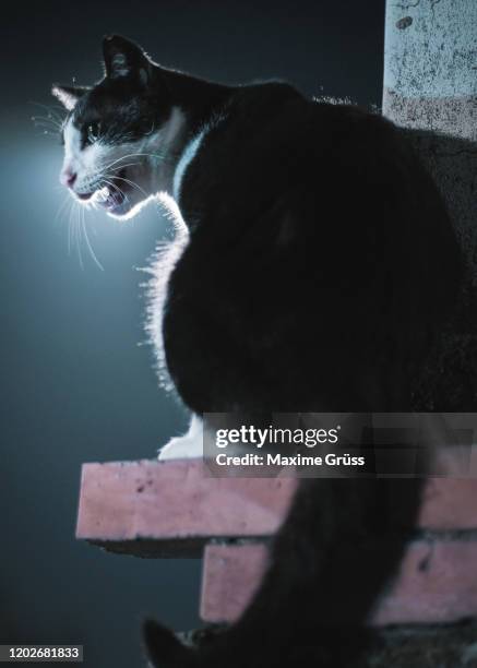epic roaring cat with backlight of moonlight in a dark street, jioufen taiwan - majestic cat stock pictures, royalty-free photos & images