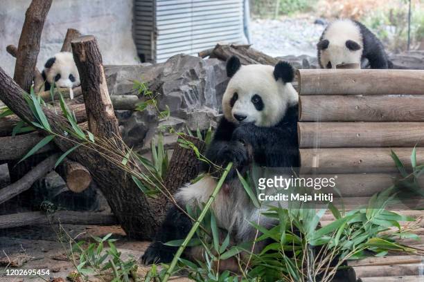Five-month-old twin panda cubs Meng Xiang and Meng Yuan, both male, are seen next to their mom Meng Meng during a media opportunity at Zoo Berlin on...