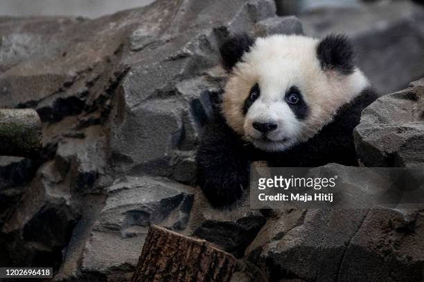 One of five-month-old twin panda cubs Meng Yuan male, is seen during a media opportunity at Zoo Berlin on January 29, 2020 in Berlin, Germany. The...