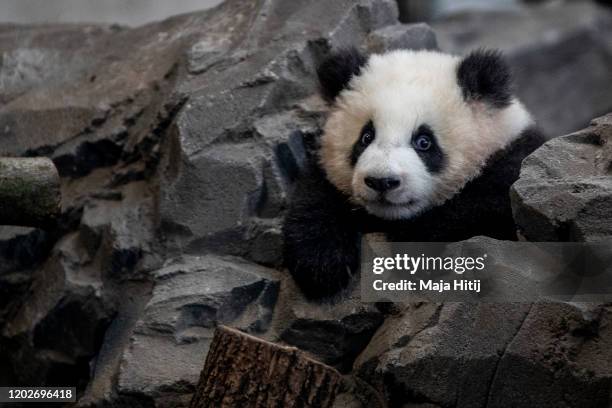 One of five-month-old twin panda cubs Meng Yuan male, is seen during a media opportunity at Zoo Berlin on January 29, 2020 in Berlin, Germany. The...