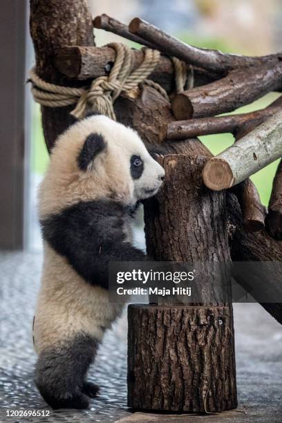 One of five-month-old twin panda cubs Meng Yuan , male, is seen during a media opportunity at Zoo Berlin on January 29, 2020 in Berlin, Germany. The...