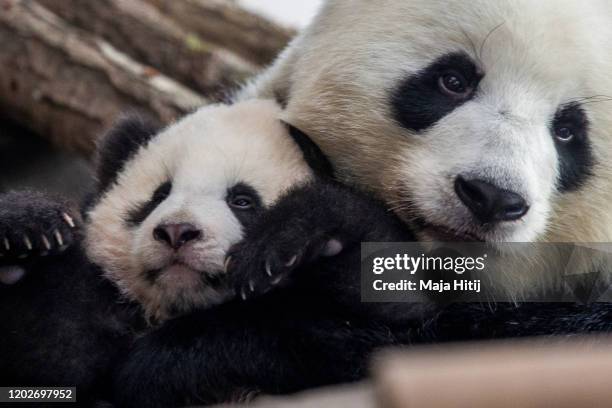 One of five-month-old twin panda cubs Meng Yuan , male, is seen next to his mom Meng Meng during a media opportunity at Zoo Berlin on January 29,...