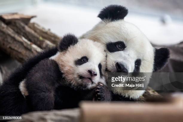 One of five-month-old twin panda cubs Meng Yuan , male, is seen next to his mom Meng Meng during a media opportunity at Zoo Berlin on January 29,...