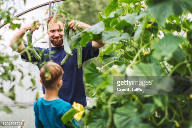 father and son in a greenhouse - cucumber leaves stock pictures, royalty-free photos & images