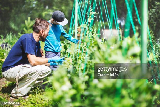 father and son in a greenhouse - 2 peas in a pod stock pictures, royalty-free photos & images