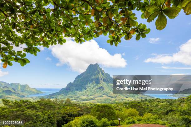 moorea, french polynesia - moorea stock pictures, royalty-free photos & images