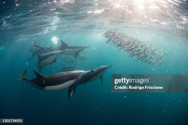 sardine baitballs being hit by multiple predators - animals hunting stock pictures, royalty-free photos & images