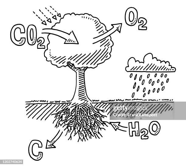 ilustraciones, imágenes clip art, dibujos animados e iconos de stock de dibujo infográfico de absorción de dióxido de carbono de árbol - photosynthesis