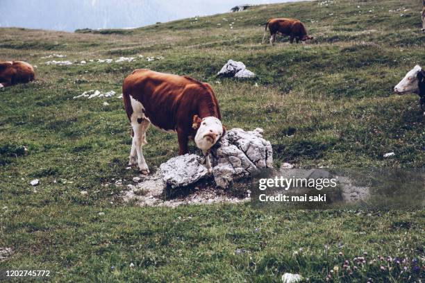 vaca rascandose en piedra - piedra roca - fotografias e filmes do acervo