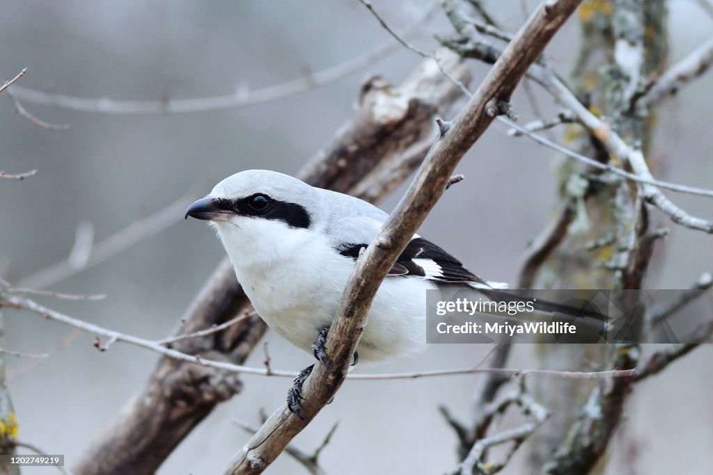 Grey Shrike Lanius excubitorsits on a branch, close up