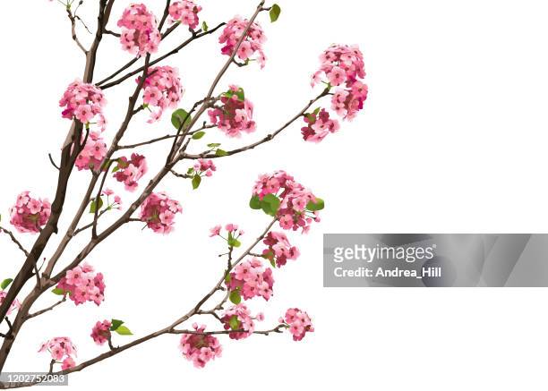 rosa sakura kirschblüten mit kopie randraum, vektor-illustration - cherry blossom stock-grafiken, -clipart, -cartoons und -symbole