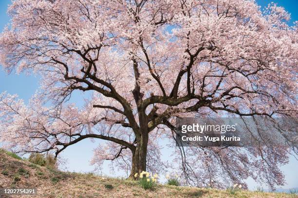 300 year-old big cherry tree (wani-zuka-no-sakura) - kirschbaum stock-fotos und bilder
