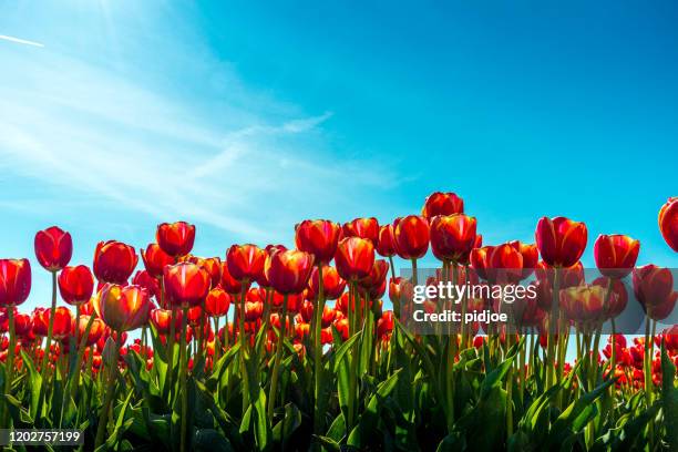 rote tulpen im blumenfeld - tulpen stock-fotos und bilder