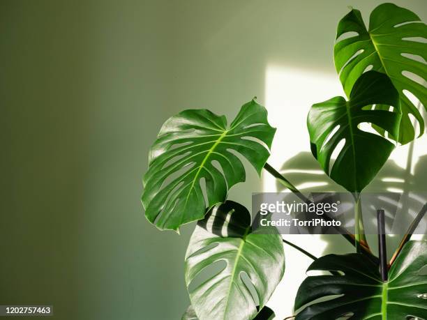 monstera deliciosa houseplant in bright sunlight - wall summer light imagens e fotografias de stock