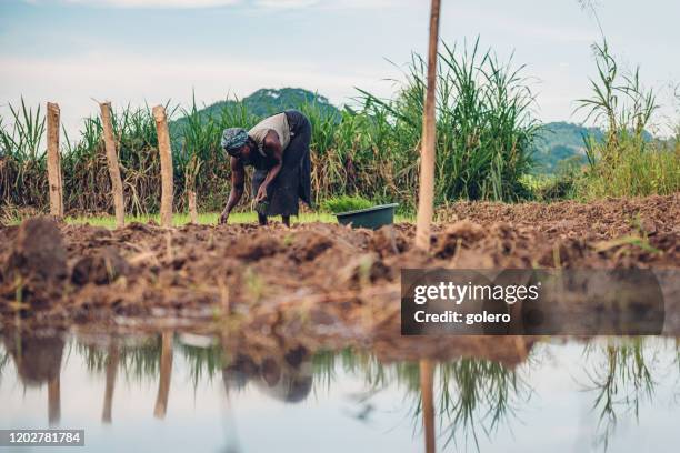 afrikaanse vrouw die rijst plant - malawi stockfoto's en -beelden