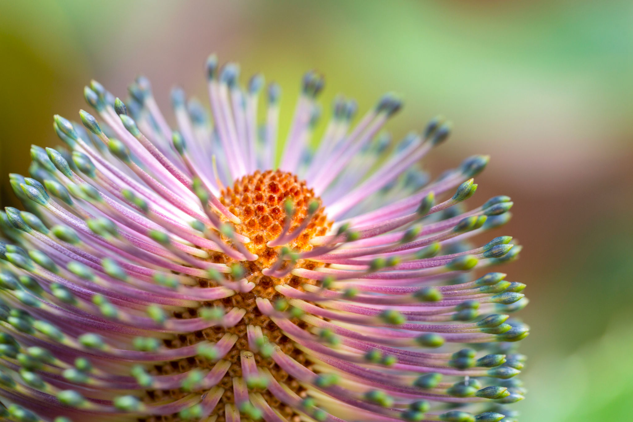 australian native plants