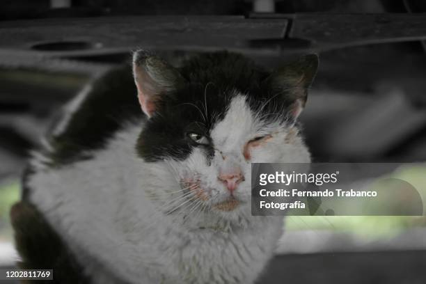 sick cat - rabies stock pictures, royalty-free photos & images