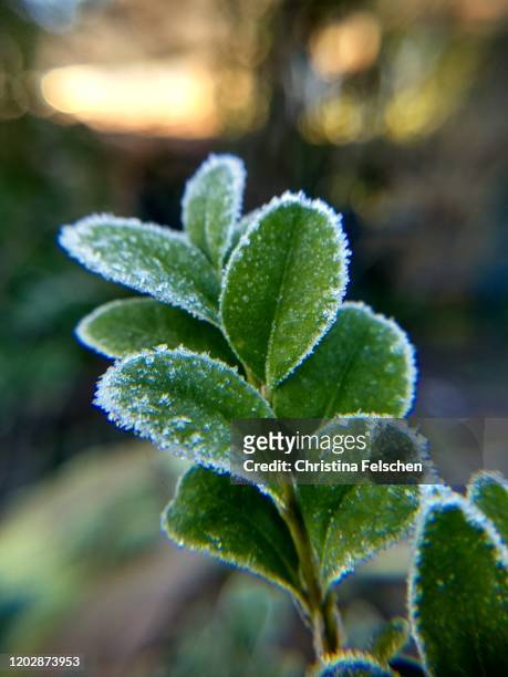 closeup of frost on boxwood in a european garden - morning dew flower garden stock-fotos und bilder