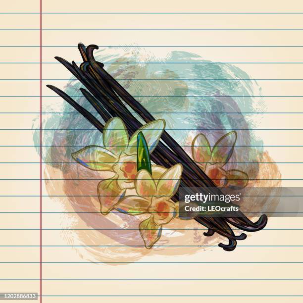 vanilla bean and flowers drawing on ruled paper - spice stock illustrations