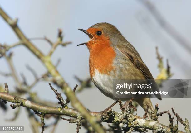 a singing robin (erithacus rubecula) perched on a branch of a hawthorn tree. - richiamo foto e immagini stock