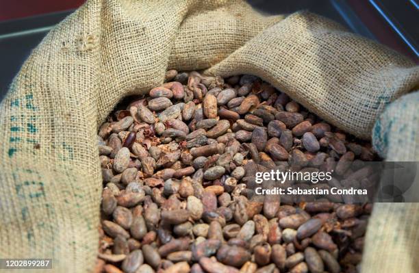 a sack of cocoa beans. - cocoa plantation stock-fotos und bilder