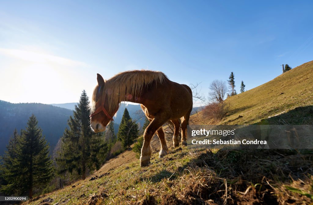 A brown horse standing on the field of Transylvania, Romania on a sunny day.