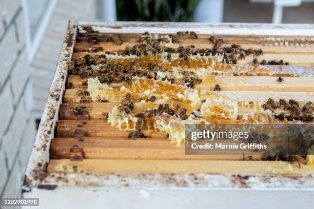 honey bees on a hive, with honeycomb - giant bee stock pictures, royalty-free photos & images