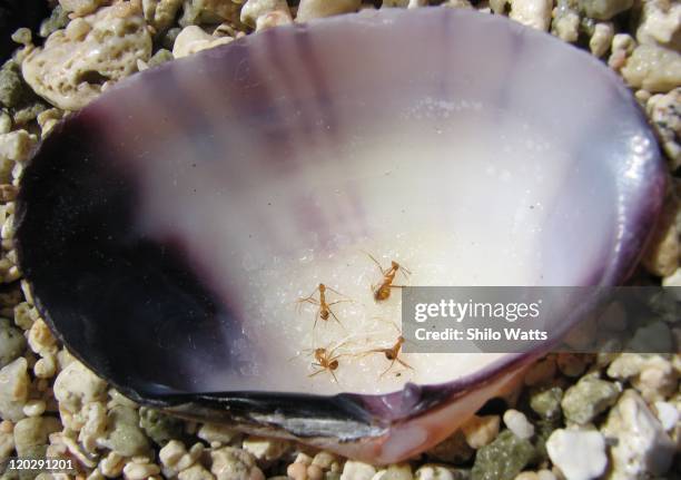 Ants In Sea Shell High-Res Stock Photo - Getty Images
