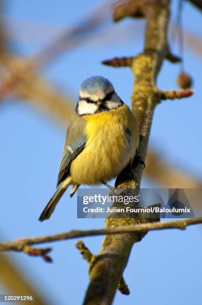 parus caeruleus bird - blaumeise stock-fotos und bilder