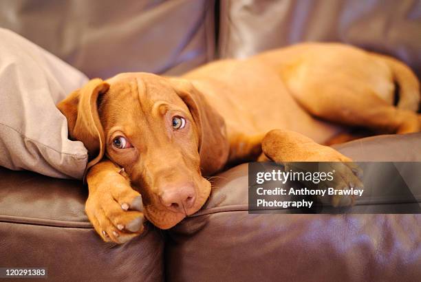 lazy hungarian vizsla puppy dog - vizsla stockfoto's en -beelden