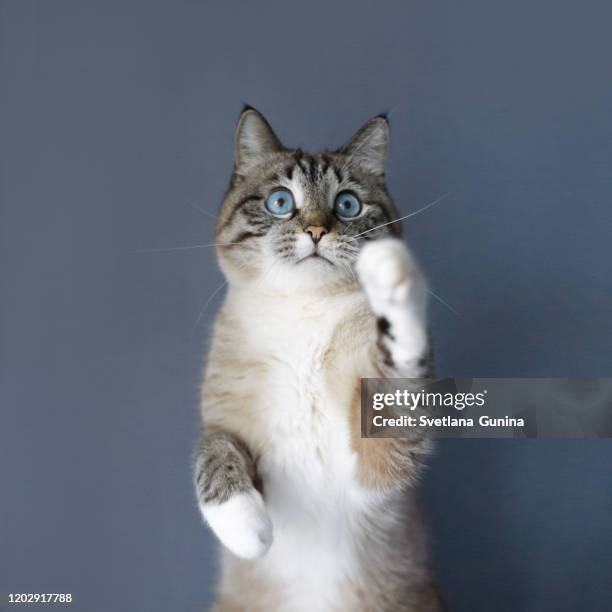 cat on a blue background - blue eye stock-fotos und bilder