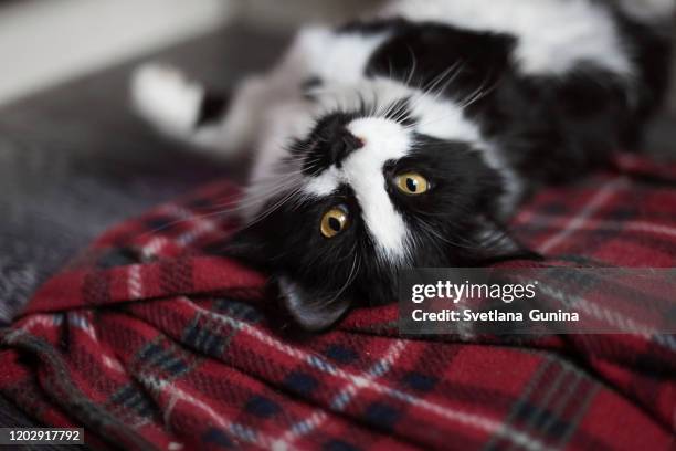 black and white cat - black and white cat stock pictures, royalty-free photos & images