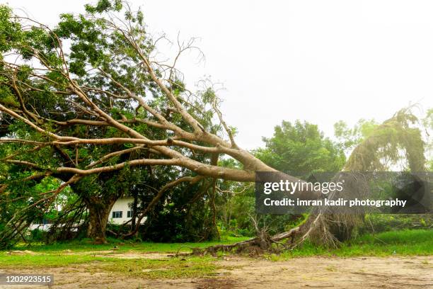 natural disaster for fallen trees - baumstamm am boden stock-fotos und bilder