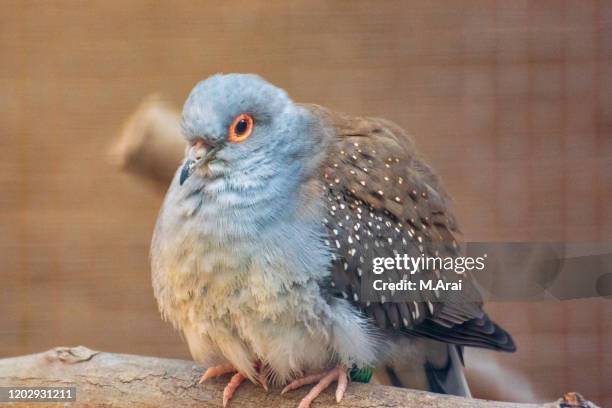 geopelia cuneata - geopelia cuneata stock pictures, royalty-free photos & images