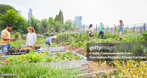 Local Community Work Community Urban Garden Photos and Premium High Res Pictures - Getty Images