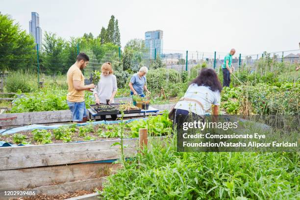 group of volunteers working in community garden - urban garden stockfoto's en -beelden