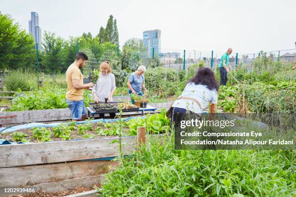 group of volunteers working in community garden - companion planting stock pictures, royalty-free photos & images