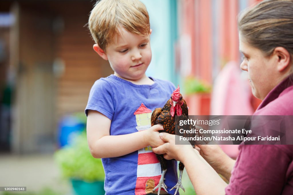 Volunteer helping boy hold chicken in urban farm