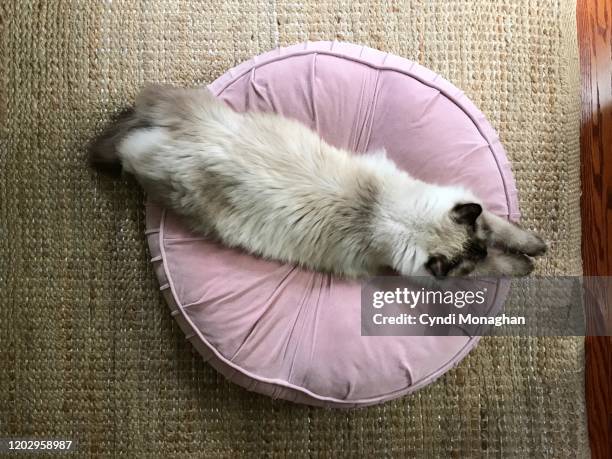 ragdoll kitten stretched out on a pink pillow - cat circle stock pictures, royalty-free photos & images