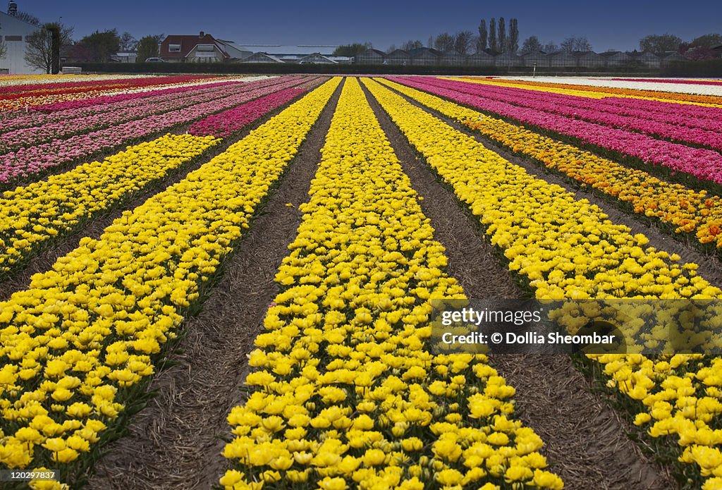 Tulips field