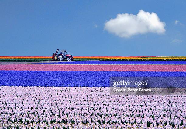 flower fields under blue sky - tulips stockfoto's en -beelden