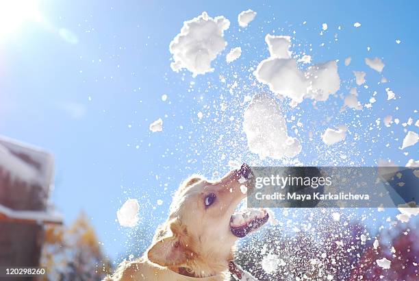 jumping golden retriever with snow balls - dog jumping stockfoto's en -beelden