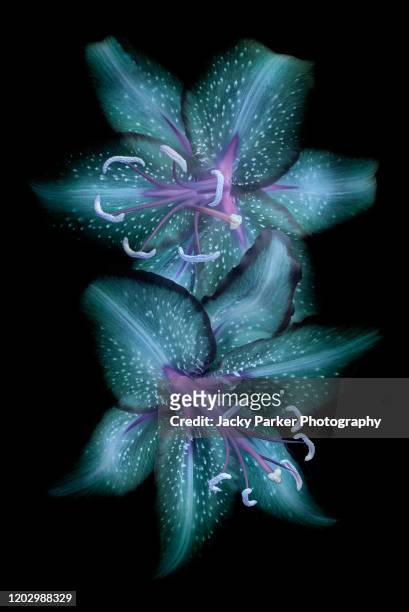close-up, creative, abstract image of two lily flowers against a black background - lily flower stock pictures, royalty-free photos & images