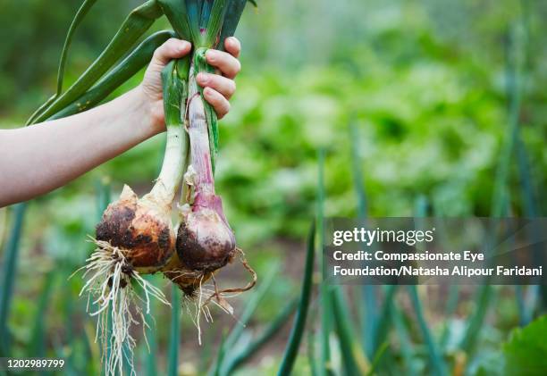 close up man holding bunch onions in community garden - scallion stock pictures, royalty-free photos & images