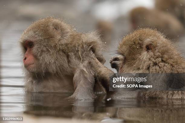 Japanese macaques enjoy a hot spring. Jigokudani Yaen-koen was opened in 1964 and its known to be the only place in the world where monkeys bathe in...