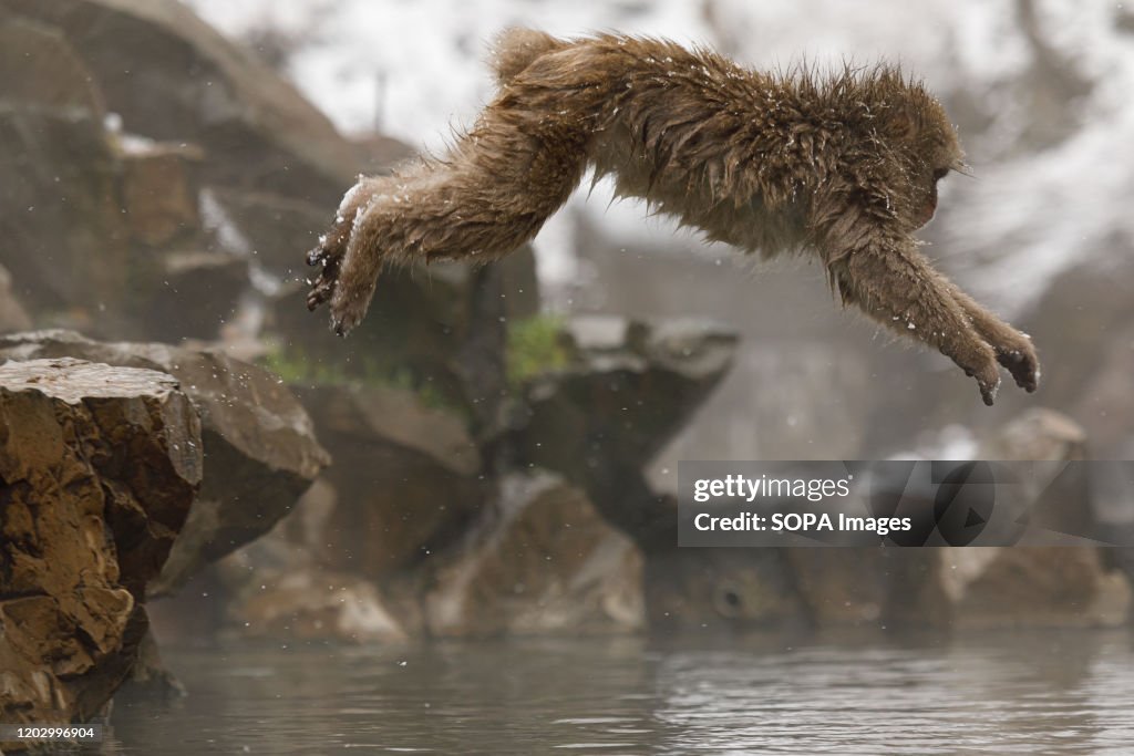 A Japanese macaque enjoys a hot spring.
Jigokudani Yaen-koen...