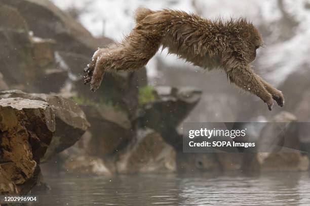 Japanese macaque enjoys a hot spring. Jigokudani Yaen-koen was opened in 1964 and its known to be the only place in the world where monkeys bathe in...