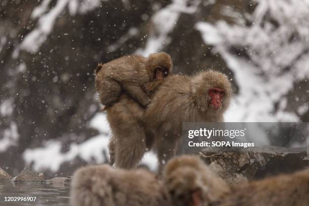 Mother and child are seen at the Jigokudani Yaen-koen. Jigokudani Yaen-koen was opened in 1964 and its known to be the only place in the world where...